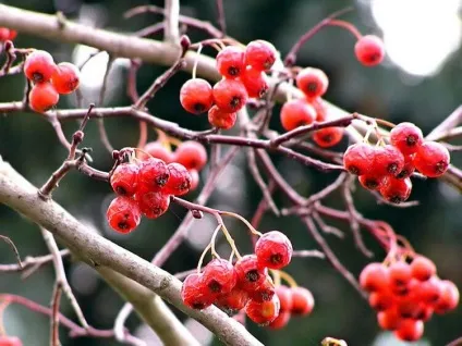 Як приготувати настоянку глоду в домашніх умовах