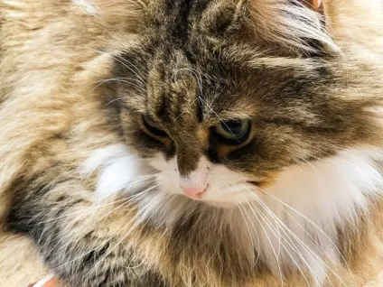 Як приручити кота
