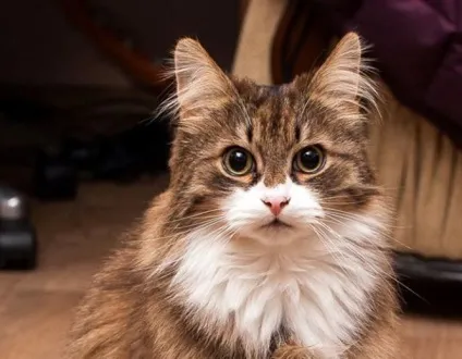 Як приручити кота