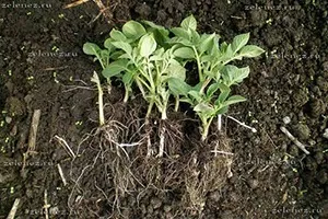 Як розмножується картопля, особливості розмноження паростками, насінням, очками і іншими способами (паростками) Як розмножується картопля, особливості розмноження паростками, насінням, очками і іншими способами