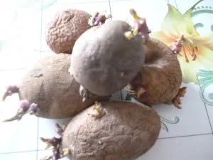 Як розмножується картопля (розмноження картоплі паростками) Як розмножується картопля