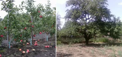 Як розташувати дерева в саду (розташувати) Як розташувати дерева в саду