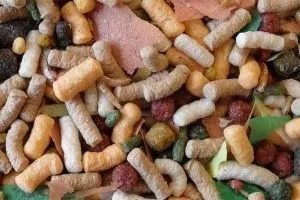 Як зробити корм для рибок своїми руками (корм) Як зробити корм для рибок своїми руками