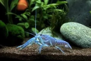Як зробити корм для рибок своїми руками (як зробити корм) Як зробити корм для рибок своїми руками