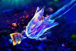 Як зробити корм для рибок своїми руками (рибок) Як зробити корм для рибок своїми руками