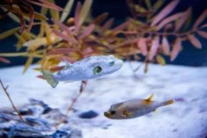 Як зробити корм для рибок своїми руками (корми домашніх умовах) Як зробити корм для рибок своїми руками