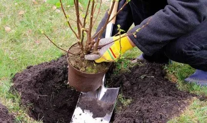 Як садити смородину - вибір місця, підготовка саджанця відео (смородину) Як садити смородину - вибір місця, підготовка саджанця відео