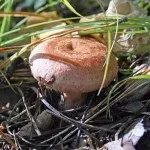 Волнушка склад та властивості гриба, користь та шкода організму користь