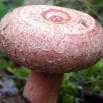 Волнушка склад та властивості гриба, користь та шкода організму гриба