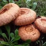 Волнушка склад та властивості гриба, користь та шкода організму склад