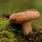Волнушка склад та властивості гриба, користь та шкода організму користь