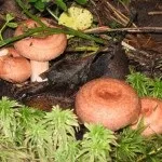 Волнушка склад та властивості гриба, користь та шкода організму користь