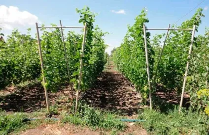 Як зробити шпалеру для винограду своїми руками (винограду своїми руками) Як зробити шпалеру для винограду своїми руками