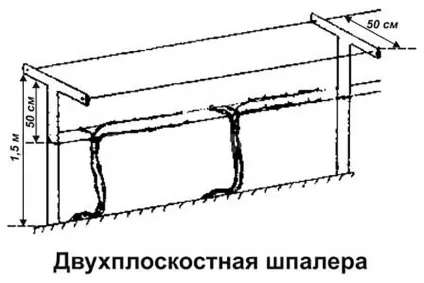 Як зробити шпалеру для винограду своїми руками (руками) Як зробити шпалеру для винограду своїми руками