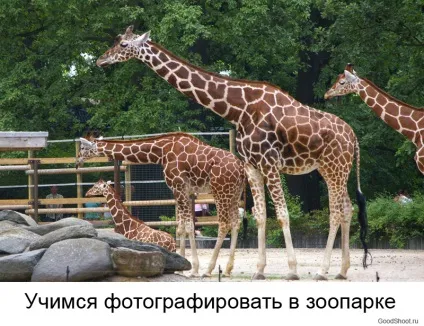Як знімати в зоопарку