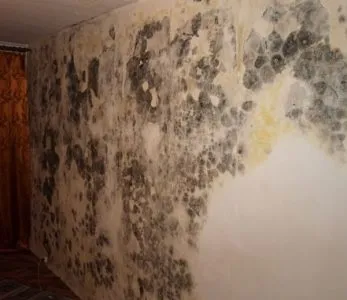 Як прибрати цвіль зі стіни в квартирі виводимо грибок в домашніх умовах своїми руками (стіни) Як прибрати цвіль зі стіни в квартирі виводимо грибок в домашніх умовах своїми руками