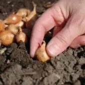 Як доглядати за фіалками щоб вони цвіли в домашніх умовах (умовах) Як доглядати за фіалками щоб вони цвіли в домашніх умовах