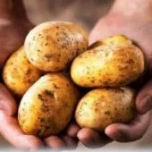 Як доглядати за фіалками щоб вони цвіли в домашніх умовах (доглядати) Як доглядати за фіалками щоб вони цвіли в домашніх умовах