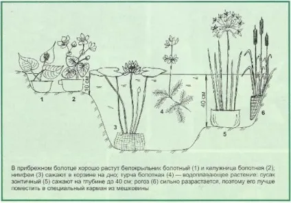 Як прикрасити водойма в саду - сади сибіру (прикраса) Як прикрасити водойма в саду - сади сибіру