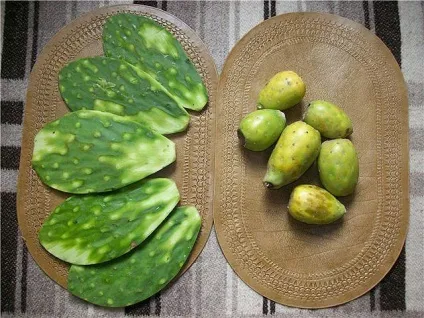 Як доглядати за кактусами в домашніх умовах, цвітіння (умовах) Як доглядати за кактусами в домашніх умовах, цвітіння