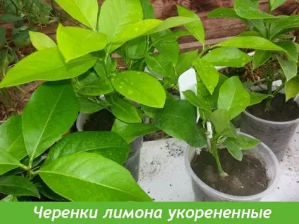 Як вкорінювати живці лимона будинку - кімнатне квітникарство