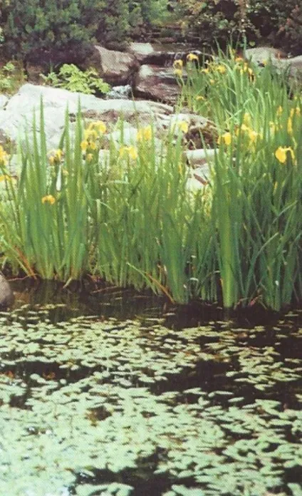 Як прикрасити водойма в саду - сади сибіру (прикрасити водойма саду) Як прикрасити водойма в саду - сади сибіру