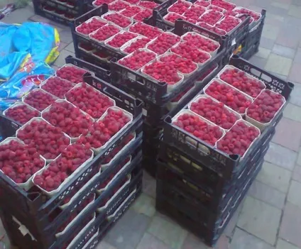 Яку упаковку вибрати для перевезення ягід (вибрати) Яку упаковку вибрати для перевезення ягід