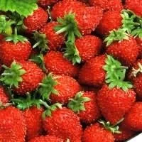 Як виростити журавлини з насіння (виростити журавлину насіння) Як виростити журавлини з насіння