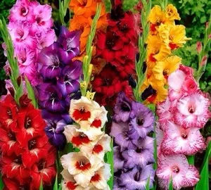 Як виростити гарні гладіолуси у себе на балконі (гладіолуси) Як виростити гарні гладіолуси у себе на балконі