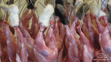 Як вибрати м'ясо кролика - вдалі рецепти з Анютка (як приготувати м'ясо кролика) Як вибрати м'ясо кролика - вдалі рецепти з Анютка