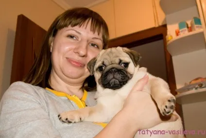 Як вибрати цуценя мопса, блог Васильєвої Тетяни (мопса) Як вибрати цуценя мопса, блог Васильєвої Тетяни