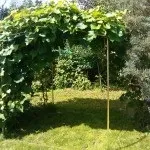 Як виростити свою живу альтанку, фотоприклади ландшафту і екстер'єру