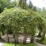 Як виростити свою живу альтанку, фотоприклади ландшафту і екстер'єру