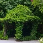 Як виростити свою живу альтанку, фотоприклади ландшафту і екстер'єру