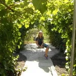 Як виростити свою живу альтанку, фотоприклади ландшафту і екстер'єру