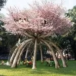 Як виростити свою живу альтанку, фотоприклади ландшафту і екстер'єру