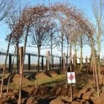 Як виростити свою живу альтанку, фотоприклади ландшафту і екстер'єру