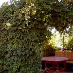 Як виростити свою живу альтанку, фотоприклади ландшафту і екстер'єру