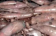 Як зберігати цибулю-порей після збирання на зиму в домашніх умовах (зиму) Як зберігати цибулю-порей після збирання на зиму в домашніх умовах