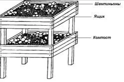 Як виростити печериці на дачі, в саду (шампіньйони) Як виростити печериці на дачі, в саду
