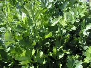 Як виростити селера на дачі, улюблена дача, сад і город (виростити селера) Як виростити селера на дачі, улюблена дача, сад і город