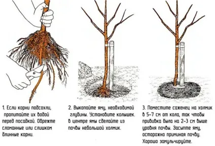 Як виростити соковиті і солодкі нектарини на дачі практичні поради (використовуючи менше відер) Як виростити соковиті і солодкі нектарини на дачі практичні поради
