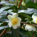 Камелія догляд і вирощування в домашніх умовах (догляд) Камелія догляд і вирощування в домашніх умовах