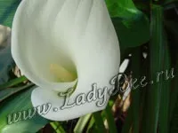 Калла (calla), кімнатна рослина