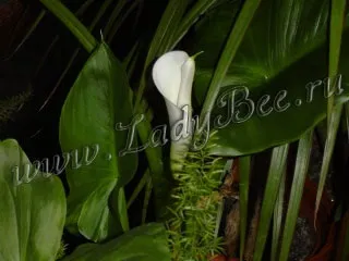 Калла (calla), кімнатна рослина