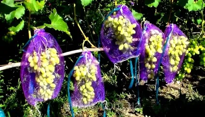Як захистити сад від птахів (птахів) Як захистити сад від птахів
