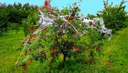 Як захистити сад від птахів (птахів) Як захистити сад від птахів