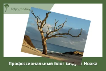 Як засушити дерево без хімії і на корені (засушити) Як засушити дерево без хімії і на корені