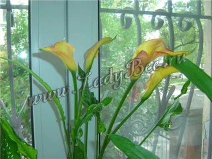 Калла (calla), кімнатна рослина
