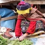 Картопля був культивований древніми індіанцями на озері Тітікака, з цього його батьківщиною можна (де батьківщина картоплі) Картопля був культивований древніми індіанцями на озері Тітікака, з цього його батьківщиною можна
